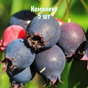 Комплект 5шт / Ирга Красноярская