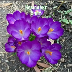 Комплект 5шт / Крокус Томазини Барс Пёрпл