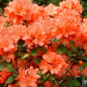 Рододендрон Гибралтар