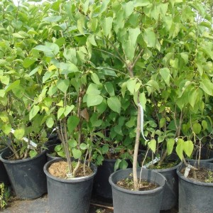 Сеянец Сирень амурская (10-15 см.)