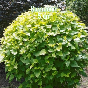 Комплект 5шт / Пузыреплодник калинолистный Тильден Парк