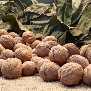 Саженец грецкого ореха Великан