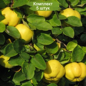Саженцы айвы Московская Сусова -  комплект 5 шт.