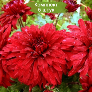 Саженцы крупноцветковой красной хризантемы Дипломат (Diplomat) -  комплект 5 шт.