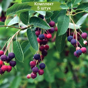 Саженцы ирги Гладкой -  комплект 5 шт.