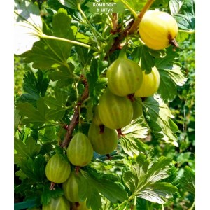 Саженцы крыжовника Родник -  комплект 5 шт.