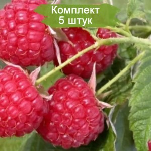 Саженцы малины Бригантина (Красная) -  комплект 5 шт.