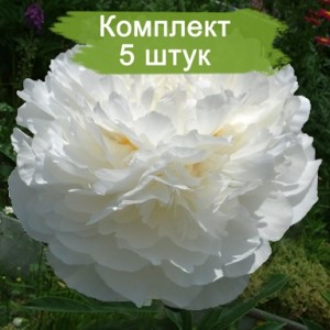 Саженцы пиона Elzas Lorein (Эльзас Лорайн ) -  комплект 5 шт.