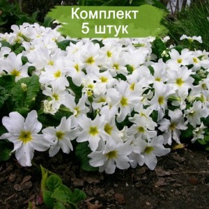 Саженцы примулы Бесстебельная белая -  комплект 5 шт.