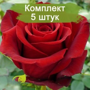 Саженцы чайно-гибридной розы Фридом (Freedom) -  комплект 5 шт.