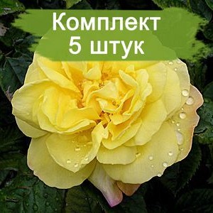 Саженцы парковой розы Лихткёнигин Лючия (Lichtkonigin Lucia) -  комплект 5 шт.