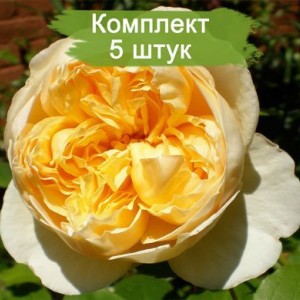 Саженцы английской розы Шарлотт (Charlotte) -  комплект 5 шт.