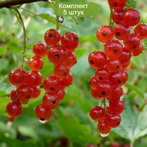 Саженцы красной смородины Ильинка -  комплект 5 шт.