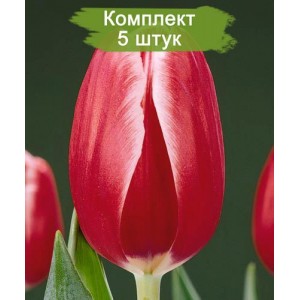 Луковицы тюльпана Кунг-фу (Kung Fu) -  комплект 5 шт.