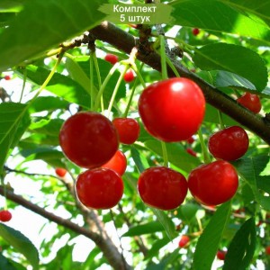Саженцы Вишни Любская Поздняя -  комплект 5 шт.