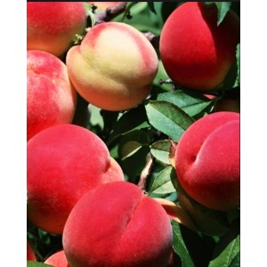 Персик Осенний румянец