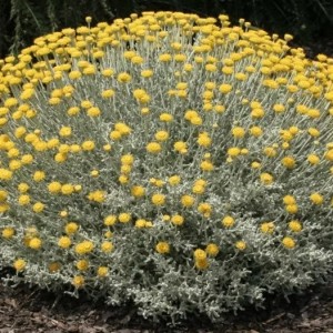 Саженец сантолины Санта