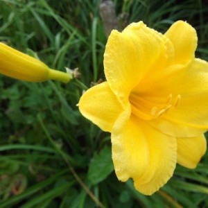 Саженец лилейника гибридного Стелла де Оро (Stella de Oro)